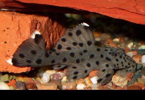 L264 Sultan Pleco