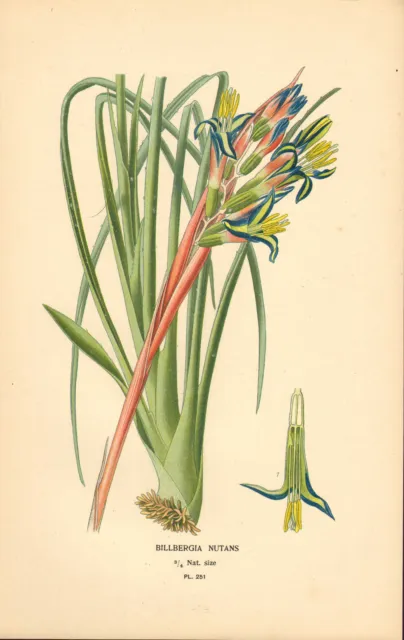 1890s print : favourite flowers by edward step : billbergia nutans