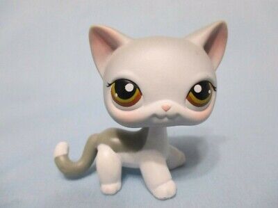 lps shorthair 138