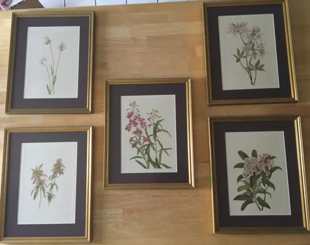 Framed, Beautifully Matted Mary Vaux Walcott North American Wildflower Prints