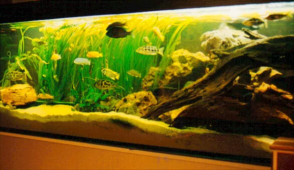 5x Riesenvallisneria  Hintergrundpflanze für jedes Aquarium.