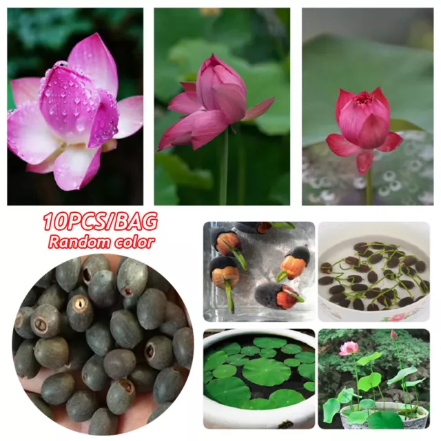 10 Purple Potted Lotus Flower Seeds Gorgeous Nelumbo Aquatic Plants Water Lily