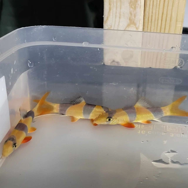 Clown Loach Size 3" Tail Included - Live Aquarium Fish - High Grade A+++