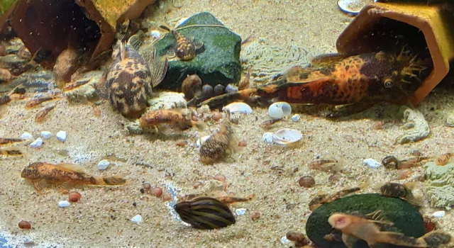 2 Calico Bristlenose Plecos, Super Red Marble gene (Ancistrus sp.)@ 1.5" - 2" 3