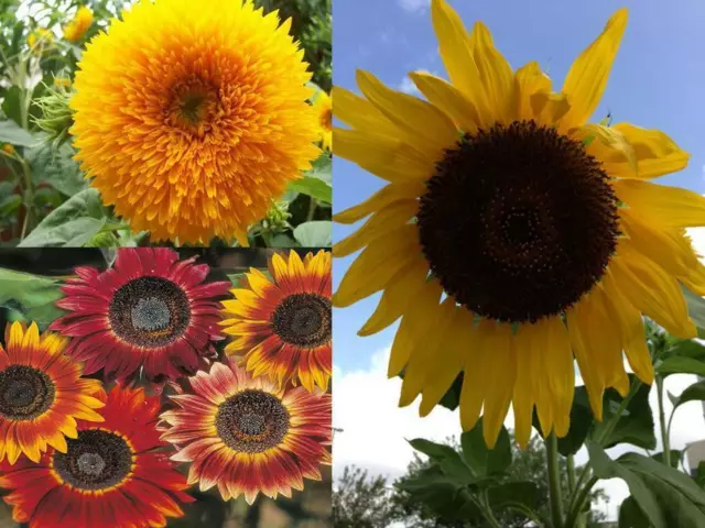 Sunflower Sortiment - 3 variety - Helianthus annuus - 15+ seeds - Samen - V 179