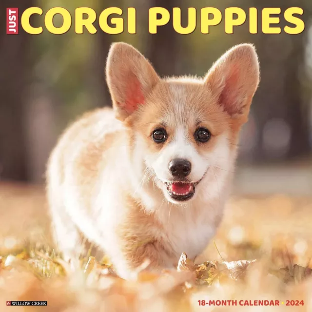 Solo Corgi Cuccioli - 2024 Calendario da Parete - Nuovo - 33203