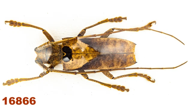 Cerambycidae: Potemnus sp.   A1, 35 mm , 1 pc