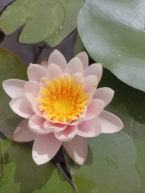 Planta de estanque NENUFAR DE FLOR ROSA . 2