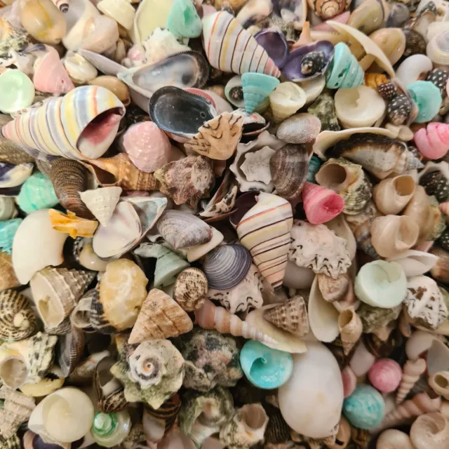 Natural Beach Shells Seashells Starfish Conch Cockle Art Craft Shell Stash Packs