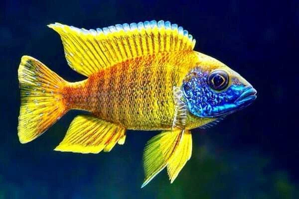 Live Yellow Sunshine Peacock Cichlid Aulonocara Baenschi  for fish tank aquarium