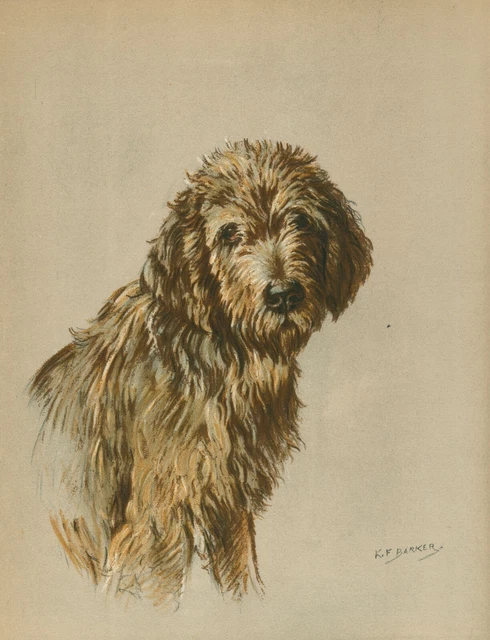 OTTERHOUND OLD VINTAGE 1930'S COLOUR DOG ART PRINT By KF BARKER