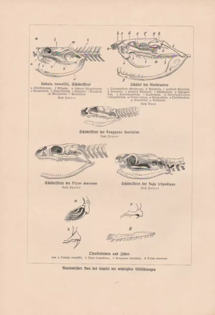 Giftschlangen Kopf Anatomie Giftzahn Kobra DRUCK von 1906 Grubenotter