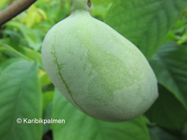 Indianerbanane Shenandoah Asimina Triloba Paw Paw Dreilappige Papau