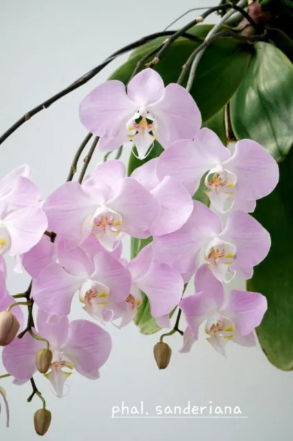 Orchid - Phalaenopsis Sanderiana