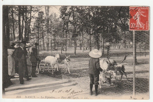 NANCY - CPA 54 - LA PEPINIERE - Parc aux Cerfs, daims et biches