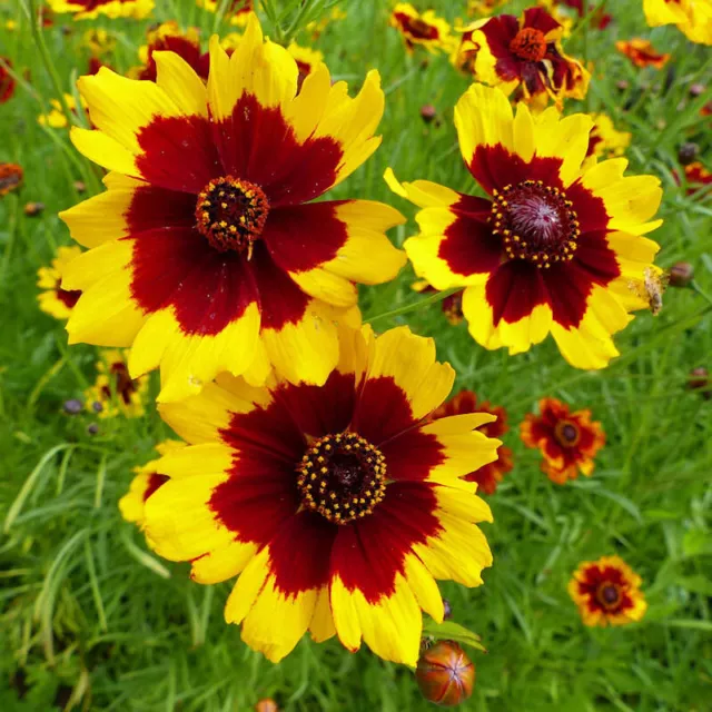 Coreopsis gialla - Coreopsis tinctoria 50+ semi seeds samen Z 110