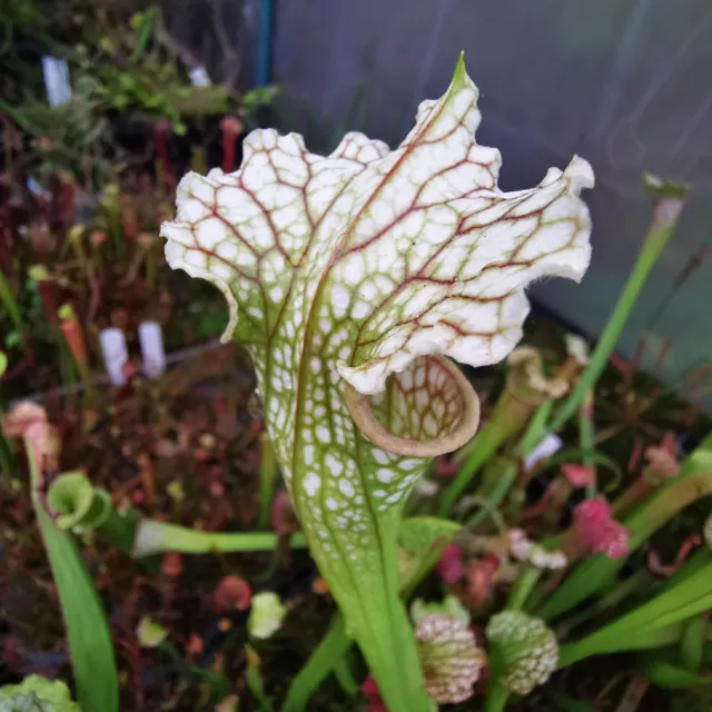 SARRACENIA Moorei. Leucophylla Burgund X Moorei Langford Williams