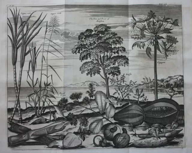 Original antique print, PLANTS & FRUIT OF BRAZIL, Churchill's Voyages, 1744