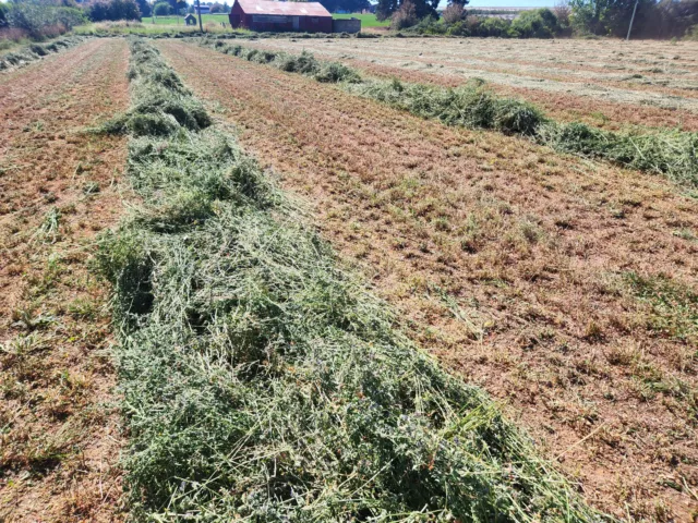 3rd Cut Quality Lucerne Hay Small Square Bales