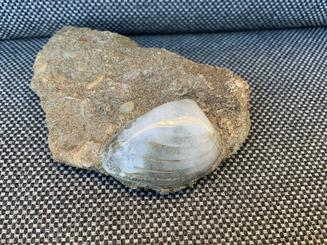 Rare Polished Fossil Bivalve Scunthorpe UK Cardinia sp 200 Million Years Old !