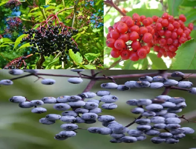 Mezcla de paquete de coleccionistas de Sambucus ~ Nigra Caerulea Racemosa ~...