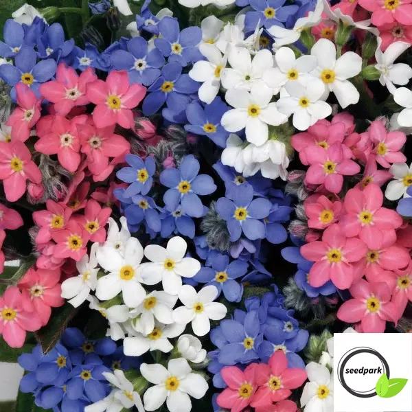 Vergissmeinnicht Bunt 200 Samen Myosotis Alpestris Mix Mehrfarbig Blumensamen