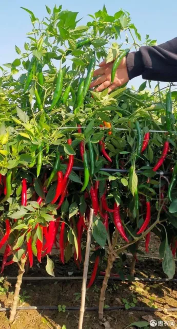 Incredible High Yield Red Chilli Tree F1 Seeds 20+（美人椒树）