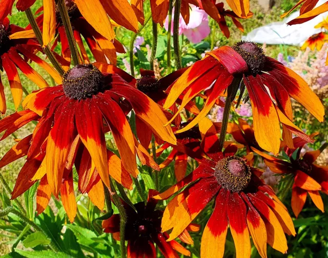 Rotbrauner Sonnenhut - Rudbeckia hirta Autumn Colours - 20 Samen