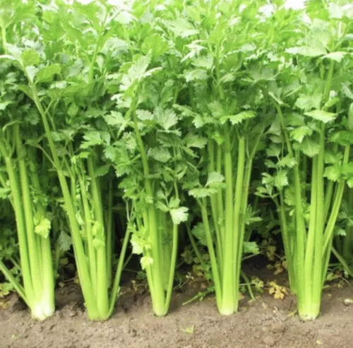 Celery- Chinese, 300 seeds |  Heirloom seeds, non-GMO, Untreated Garden 