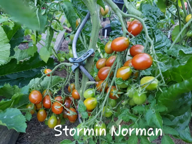 Tomate STORMIN NORMAN, mind. 10 Samen, Tomatensamen