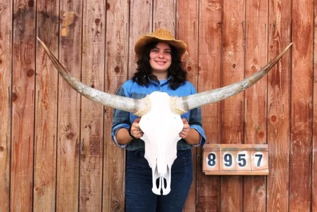 Steer Skull Polished Long Horns Mounted Art!! 3' 9" Cow Bull Longhorn H8957