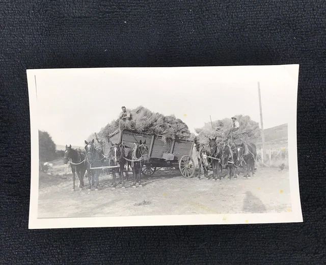Vintage Photo Dale Quillen Hauling Harvest In Horse Drawn Wagon Kennewick WA