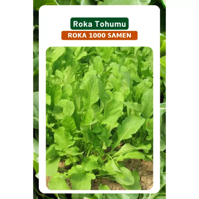 Roka (Rucola) Türkische sorte Groß Blätrig  1000 Samen