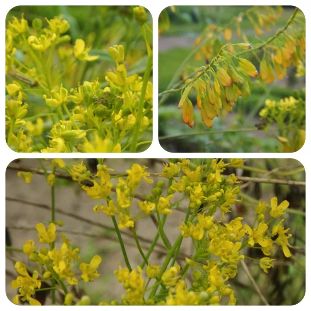 Färberwaid Isatis tinctoria Färberpflanze Indigo Banlangen Heilpflanze der TCM