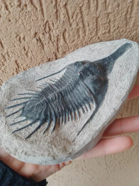 Fossili * TRILOBITE * Psychopyge elegans