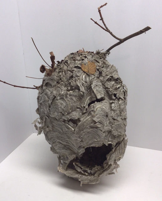Large Natural Paper Wasp Bee Hornet Hive On Branch Taxidermy Nest 13” By 10”