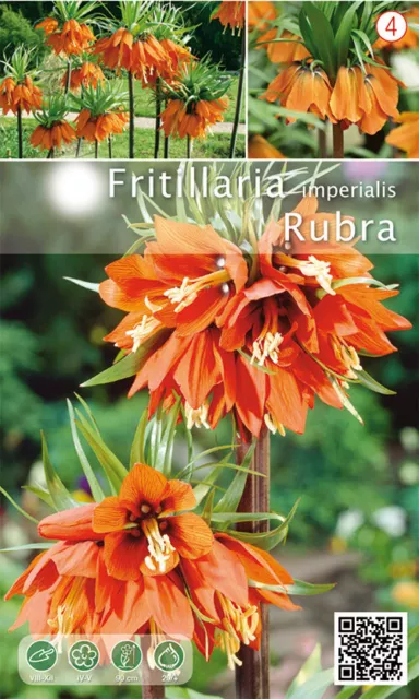 Nr. 287- Kaiserkrone 'Fritillaria Imperialis Rubra', - 3 Stück