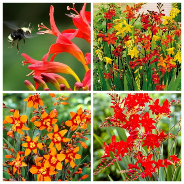 10 Crocosmia Bulbs/Corm-Beautiful Hardy Flower for Your Garden Colour to Choose