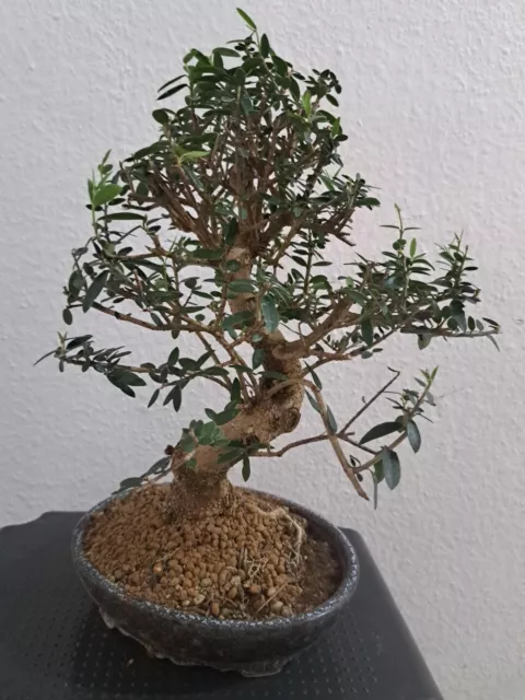 Bonsai - - Olivenbaum  Olea europaea - ca. 18Jahre alt⚠️⚠️⚠️⚠️⚠️⚠️Schnäppchen