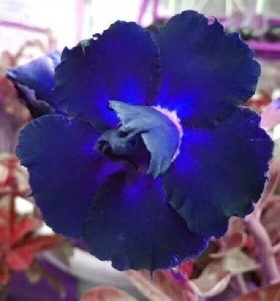 Semillas de flores perennes de Adenium azul oscuro, grandes flores,...