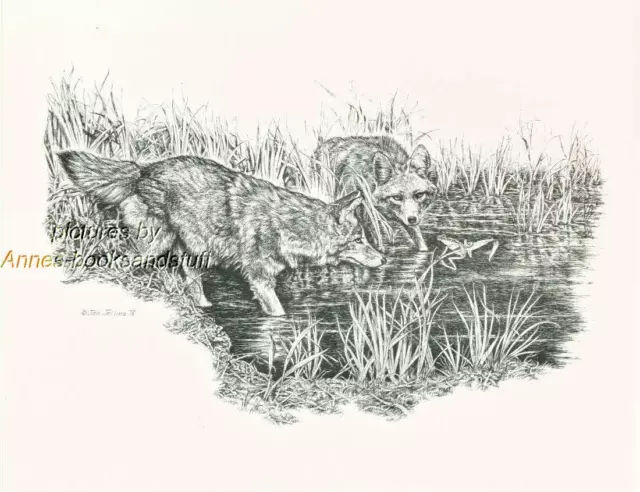 #173 COYOTES  wild life art print  * Pen and ink drawing by Jan Jellins