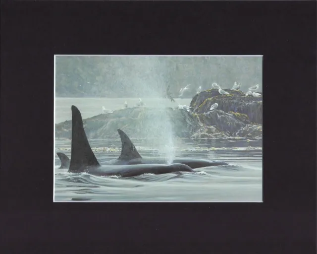 8X10" Matted Print Art Painting Picture, Robert Bateman: Orca Whales, 1983