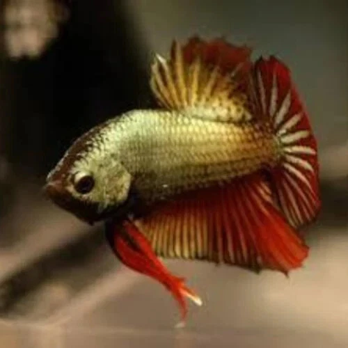 1 Live Assorted Dragon Scale Show Betta Premium Freshwater Tropical Fish Grade A