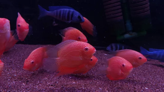 Red Spotted Severum Cichlid - Heros sp. - Live Fish  (2.5"+) 3