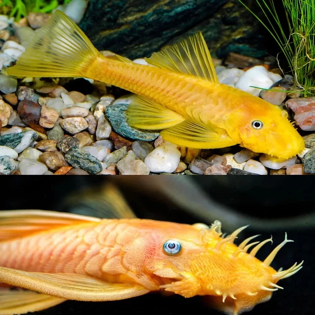 Blue Eye Lemon Pleco - Live Aquarium Fish - USA Breeder / Seller