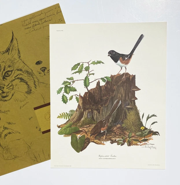 RAY HARM Rufous-Sided Towhee SIGNED Print in Orig Packaging RAY HARM Rufous-Sided Towhee SIGNED Print in Orig Packaging