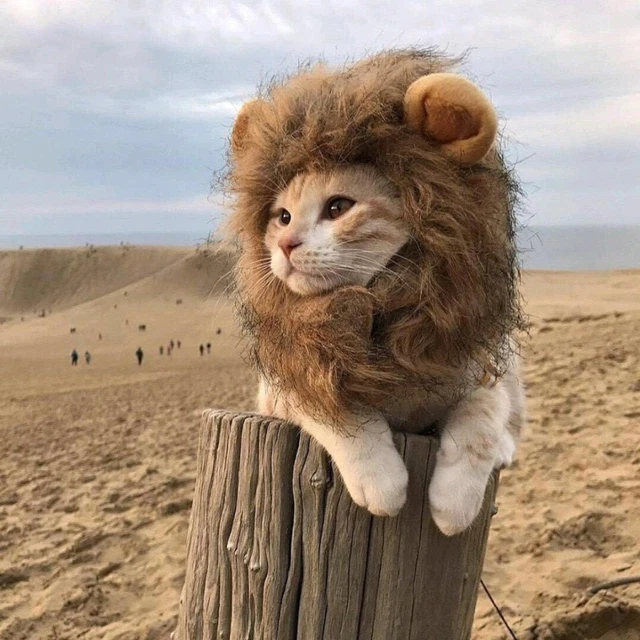 DIVERTENTE CARINO GATTO leone criniera parrucca con orecchie caldo
