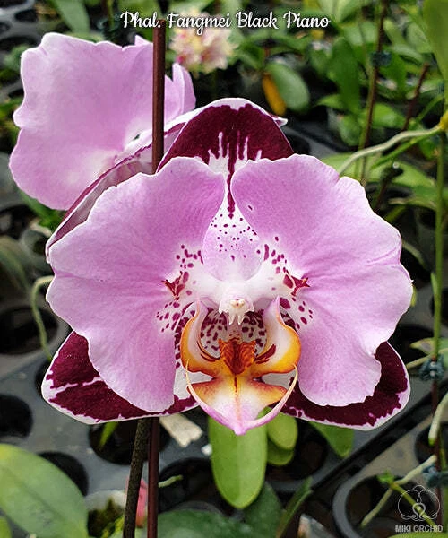 E22: Phal Fangmei Black Piano