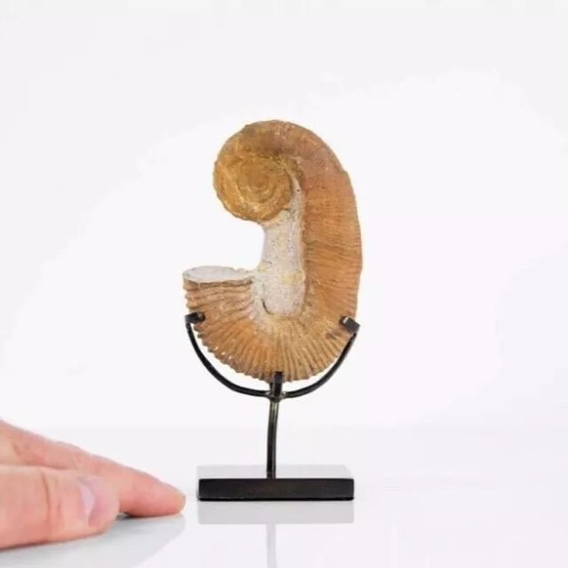 Fossil Ammonite Heteromorph On Bronze Stand