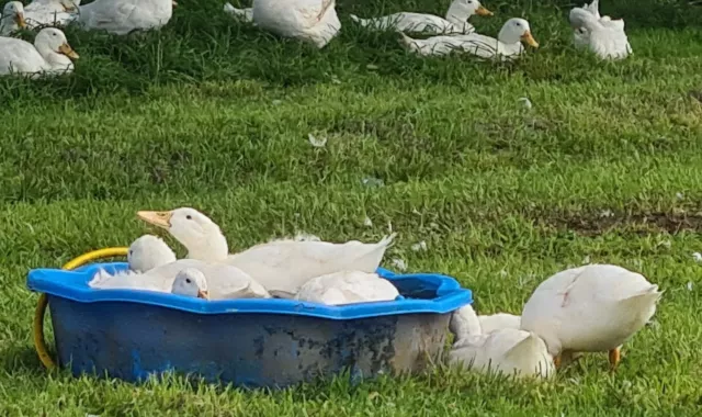 Aylesbury duck hatching eggs